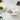 A swallow shape jewellery dish made of white ceramic with a glossy finish and a design of spreading wings containing a pair of pearl earrings on top of a white table, next to the it also another bird dish used to hold green grapes.